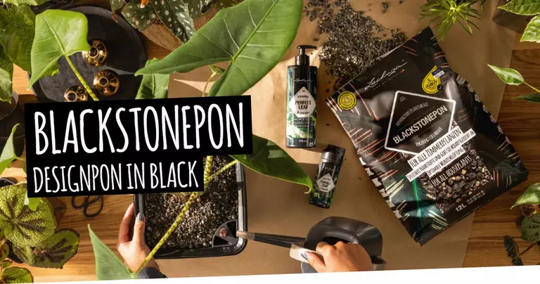 le_sp_substrate_header_blackstonepon_2024_en_s le_sp_substrate_header_blackstonepon_2024_en_s