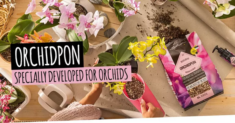 le_sp_substrate_header_orchidpon_2024_en_s le_sp_substrate_header_orchidpon_2024_en_s