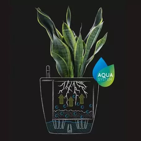 Self-watering