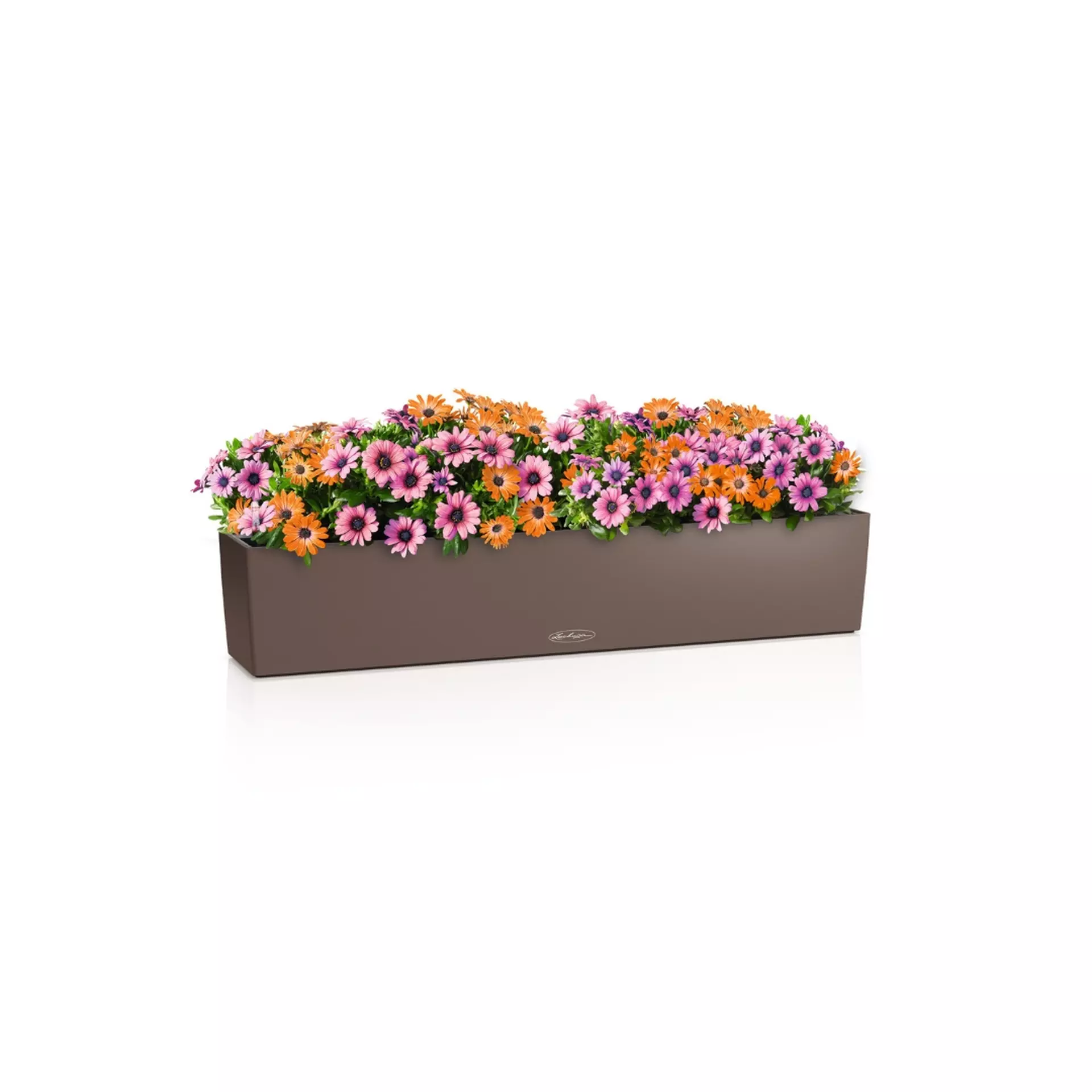 BALCONERA Color 100 nutmeg