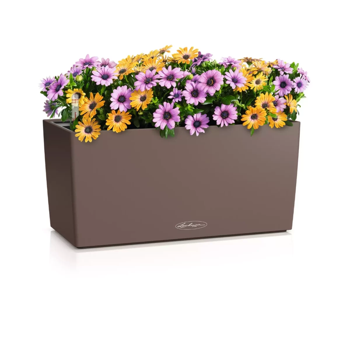 BALCONERA Color 40 nutmeg