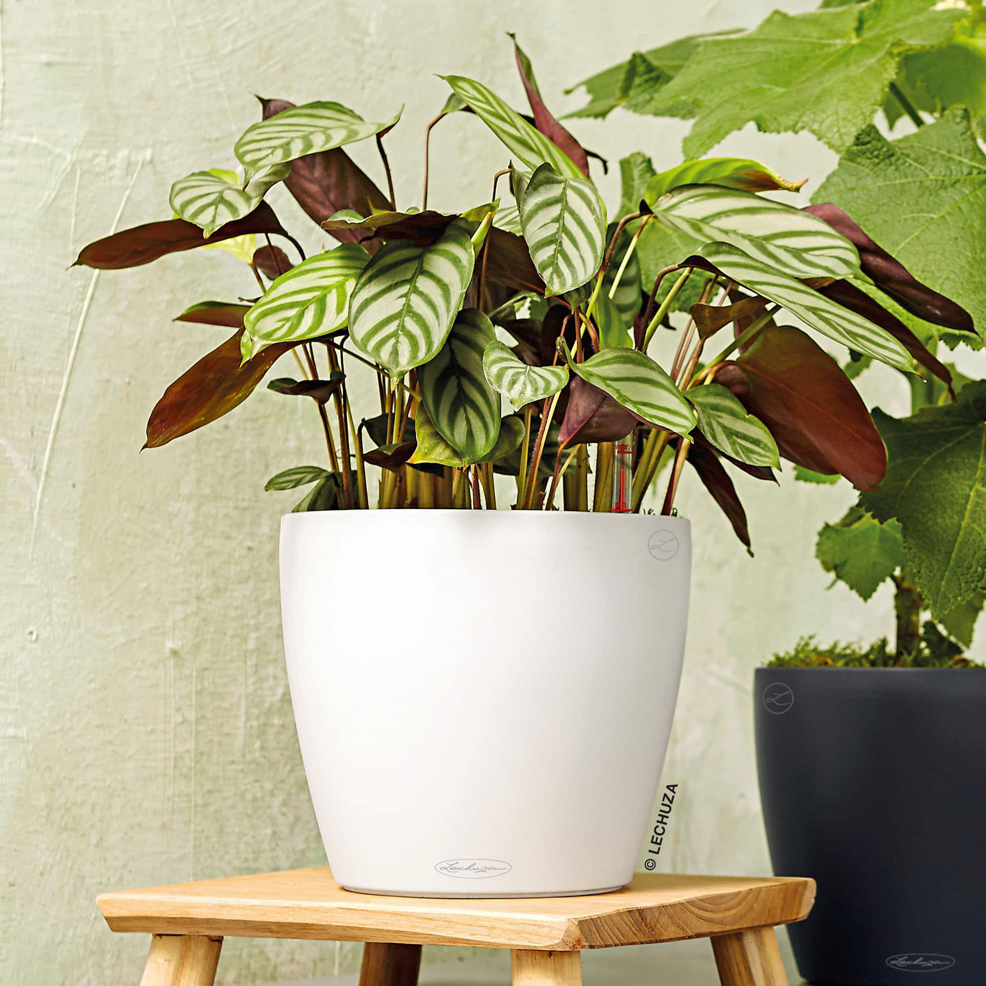 Buy CLASSICO Color 28 White, Self-Watering Round Planter, D11 H10