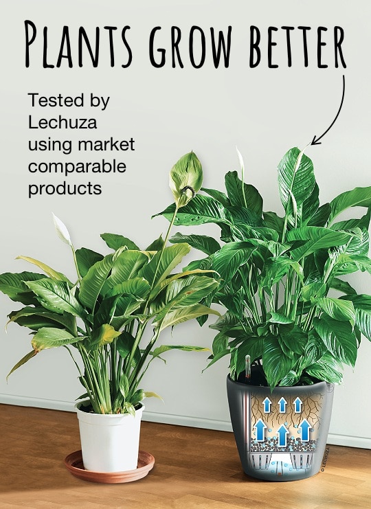 Plants grow better